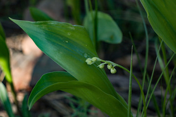 lily of the valley flowers