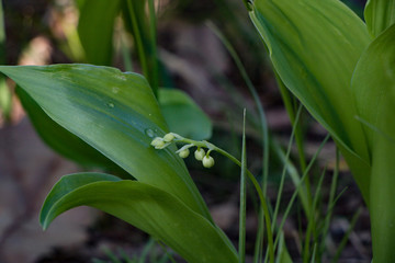 Obraz premium lily of the valley flowers