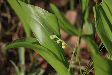 Obraz premium lily of the valley flowers