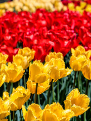 Fringed elegance tulips