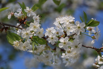 cherry flowers