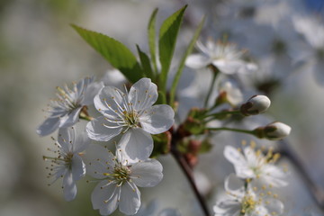 Fototapeta premium cherry flowers