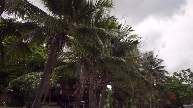green palm trees and cloudy rainy sky, Thailand.