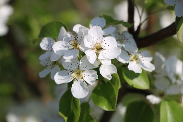 Fototapeta premium blooming apple tree