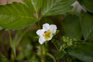 strawberry flowers