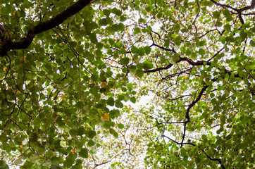 Trees