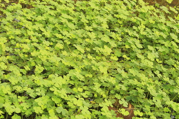 Close up of Bright fresh green aquatic Marsilea quadrifolia leaves, also called four leaf clover, European waterclover,sushni (India), aalaik keerai (Tamil),Fern Clover and Sak is a medicinal or herba