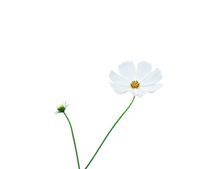 Mexican aster flowers or white cosmos bipinnatus petal with yellow pollen pattern and green stem isolated on background with clipping path , nature blooming and bud