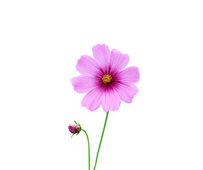 Colorful flowers mexican aster or pink cosmos petal with yellow pollen pattern and green stem...