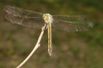 dragonfly on a branch