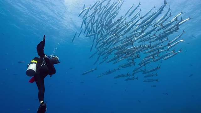 Female scuba diver takes photos of large school of Barracuda in blue tropical water