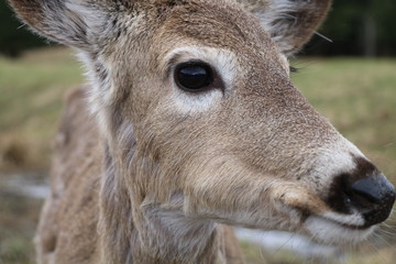 Side portrait of a deer