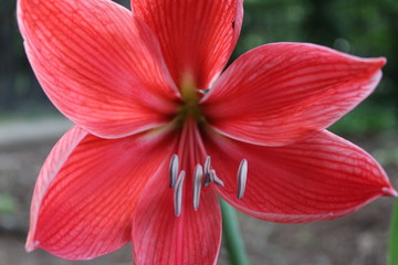 red flower in garden