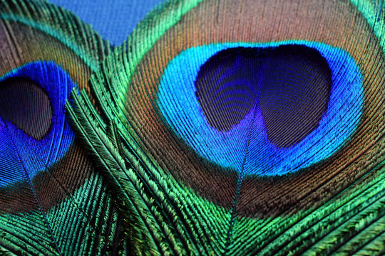 two tail peacock feather on blue background, macro