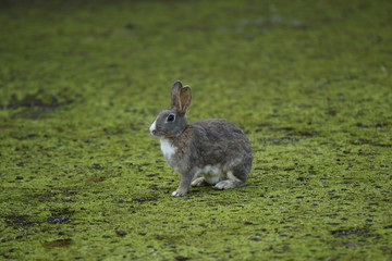 うさぎ