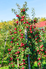 Fototapeta na wymiar Apple tree with large red apples.