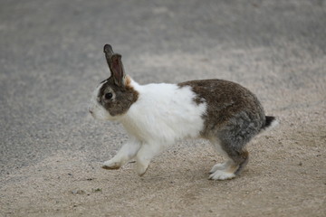 うさぎ