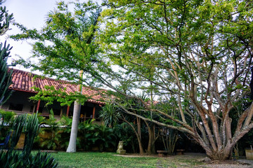Inside View of House with Big Tree in Barichara, Colombia.