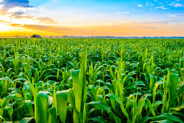 sunrise over the corn field