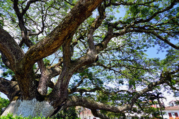 Fototapeta na wymiar Saman Tree in Charala, Santander, Colombia.
