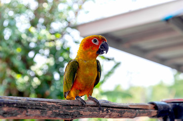 parrot on tree branch with soft-focus and over light in the background