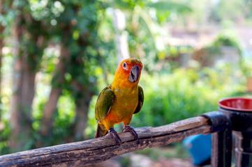 parrot on tree branch with soft-focus and over light in the background
