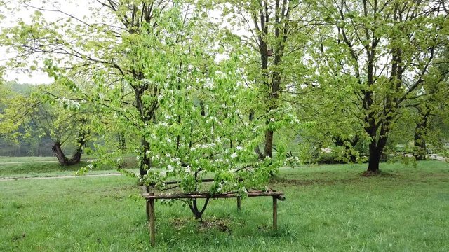 Spring at the I.E. Manor Museum Repina Zdravnevo