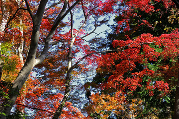 Landscape of autumnal leaves forest