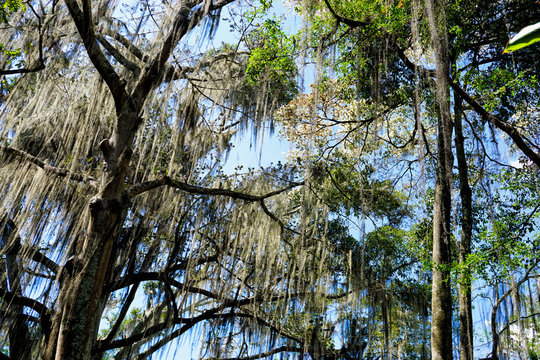 Gallineral Trees in a Park in San Gil, Colombia.