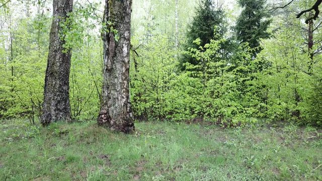 Spring at the I.E. Manor Museum Repina Zdravnevo