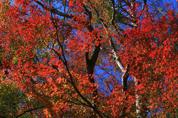 Landscape of autumnal leaves forest