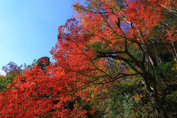 Looking up in the autumn forest