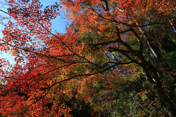 Looking up in the autumn forest