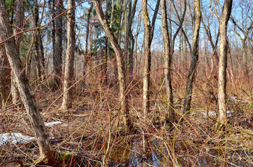 Forest thicket with dense thickets.