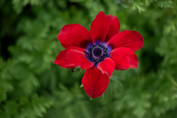 Red and purple flower