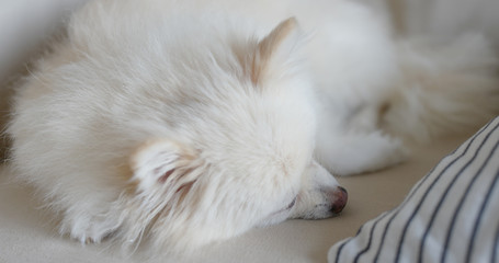 Pomeranian dog lying on the couch pillow at home