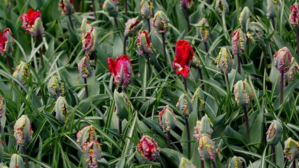 Obraz na płótnie Canvas Red specific tulips in the garden