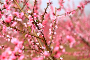 Peach blossom in the garden