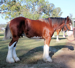 Brown and White Clydesdale Heavy Horse