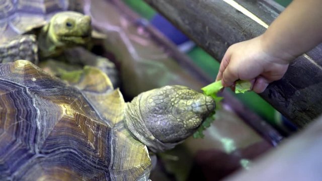 turtle is trying to get a food from kid and happy to see fresh green lettuce 