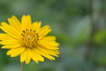 Small yellow flowers With blurred background