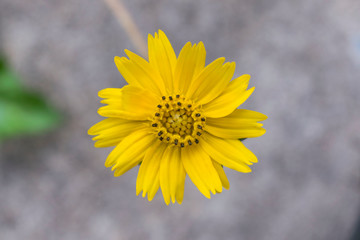 Small yellow flowers in the middle of the picture