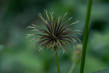 Grass seed on the tree