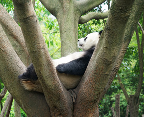 giant panda sleeping on top of the tree