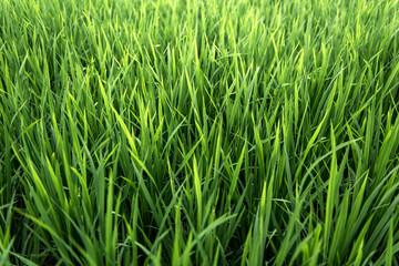 Fototapeta na wymiar Rice on field. Green leaves.