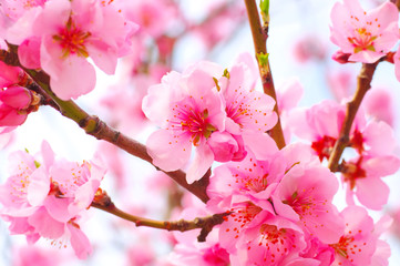 Mandelblüte im Frühling - Almond Blossom in springtime