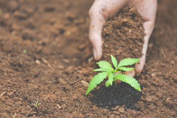 The farmer's hand carries the fertile soil to his marijuana tree.