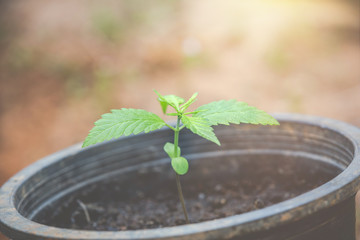 Cannabis seedlings.