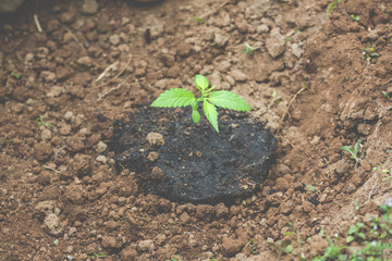 Cannabis seedlings.