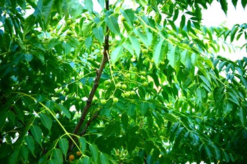 Fototapeta na wymiar tree leaves 